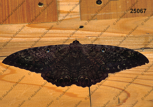 Black Witch (Ascalapha odorata)